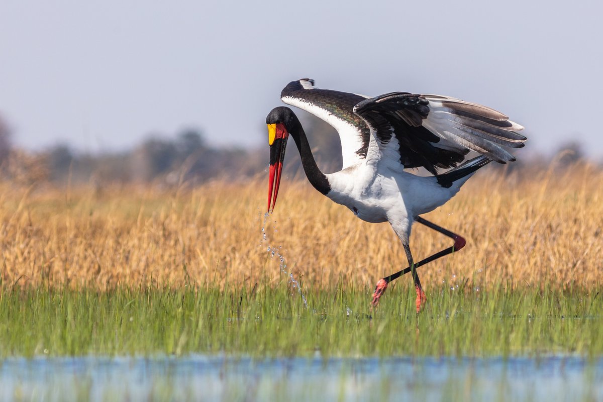 The waterways and wildlife of the Okavango Delta, Botswana