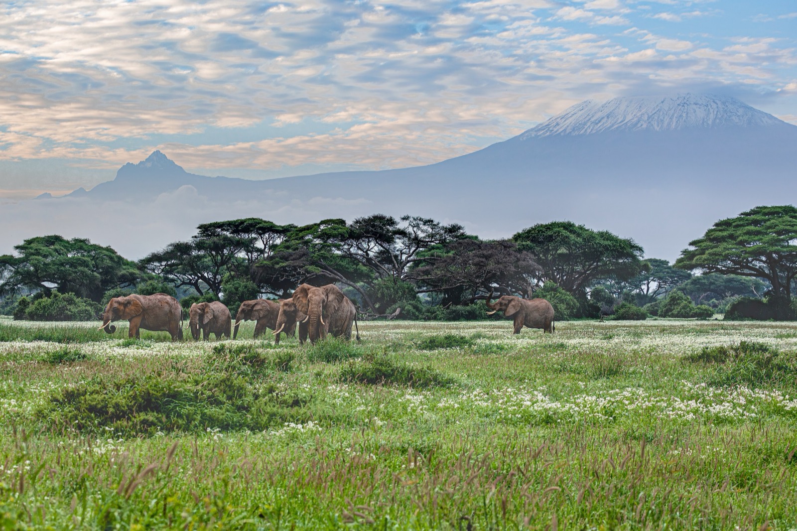 Elephants grazing the Amboseli savanna beneath Mount Kilimanjaro at golden hour