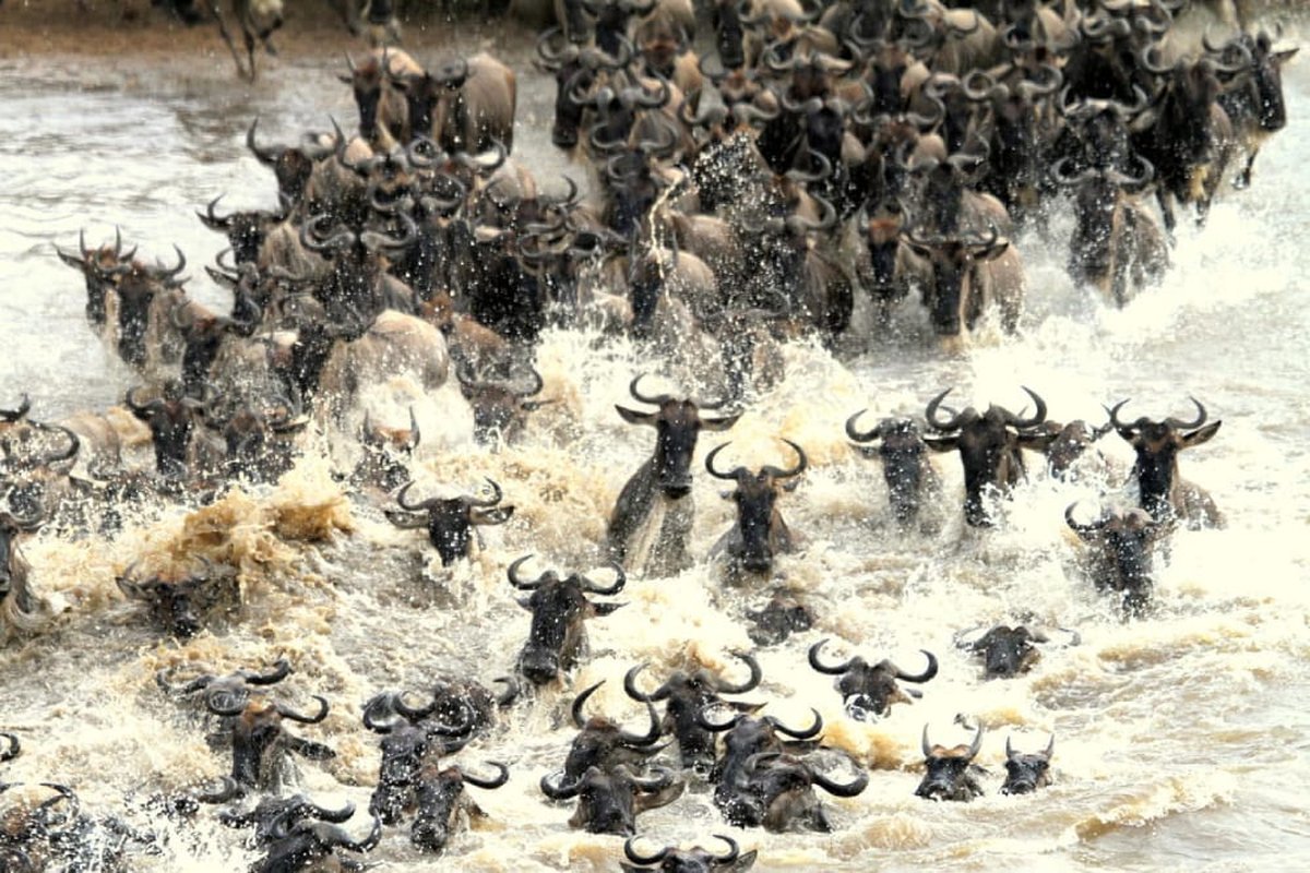 Wildebeest crossing the Maasai Mara, Kenya